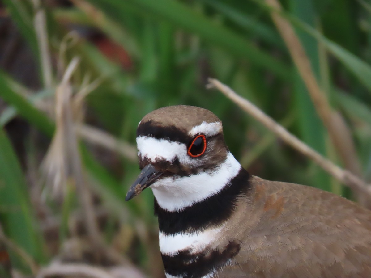 Killdeer - Trent   Bray