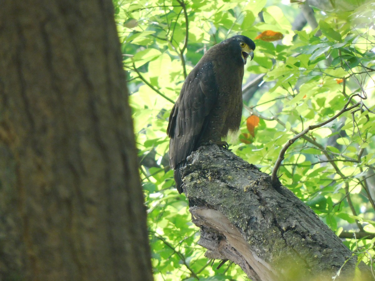 Crested Serpent-Eagle - ML618154349