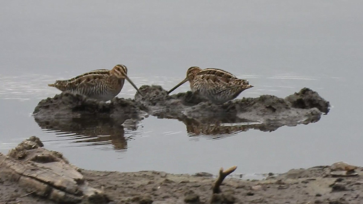 Wilson's Snipe - ML618154358