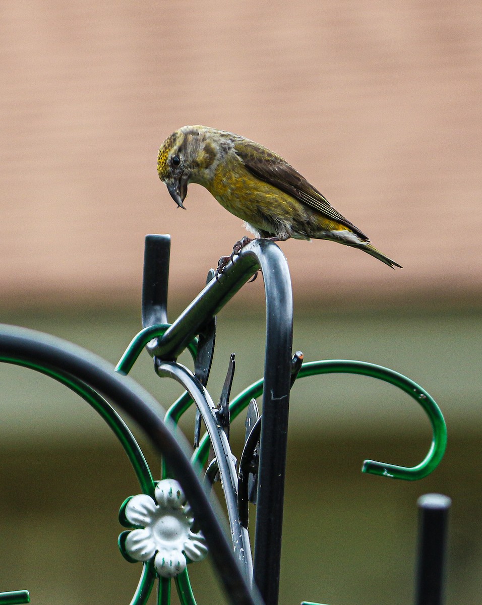 Red Crossbill (Ponderosa Pine or type 2) - ML618154367