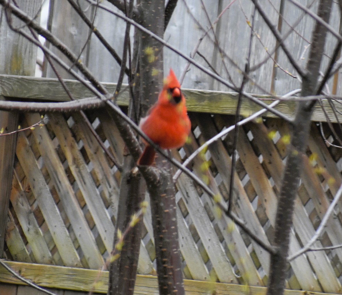 Northern Cardinal - kaye edmonds