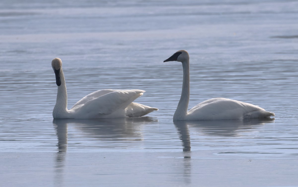 Trumpeter Swan - Steve Minard