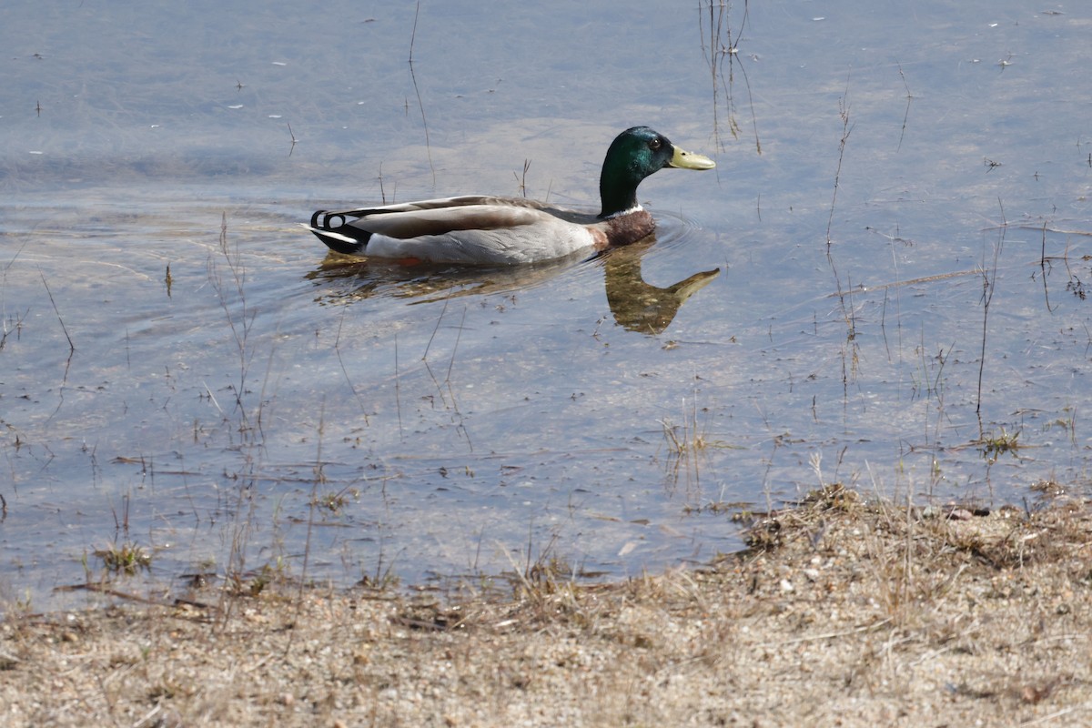 Mallard - Jim Carroll