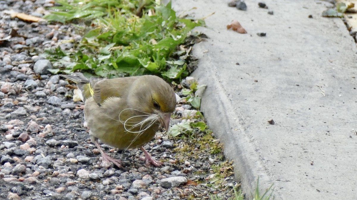 European Greenfinch - ML618154394