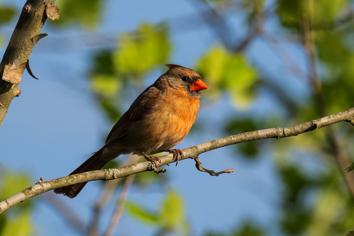 Northern Cardinal - John Mann