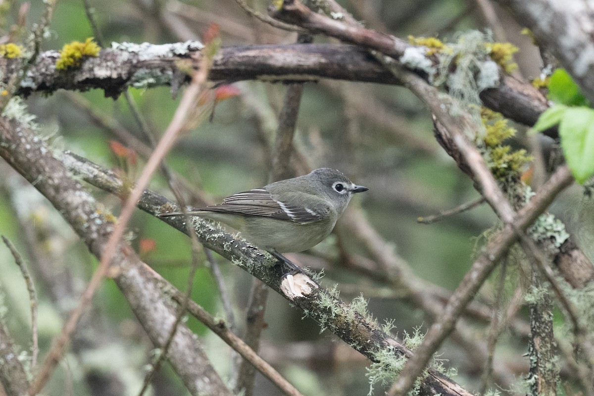 Cassin's Vireo - ML618154449