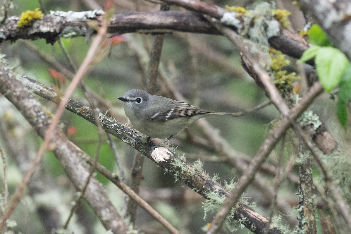 Cassin's Vireo - ML618154450