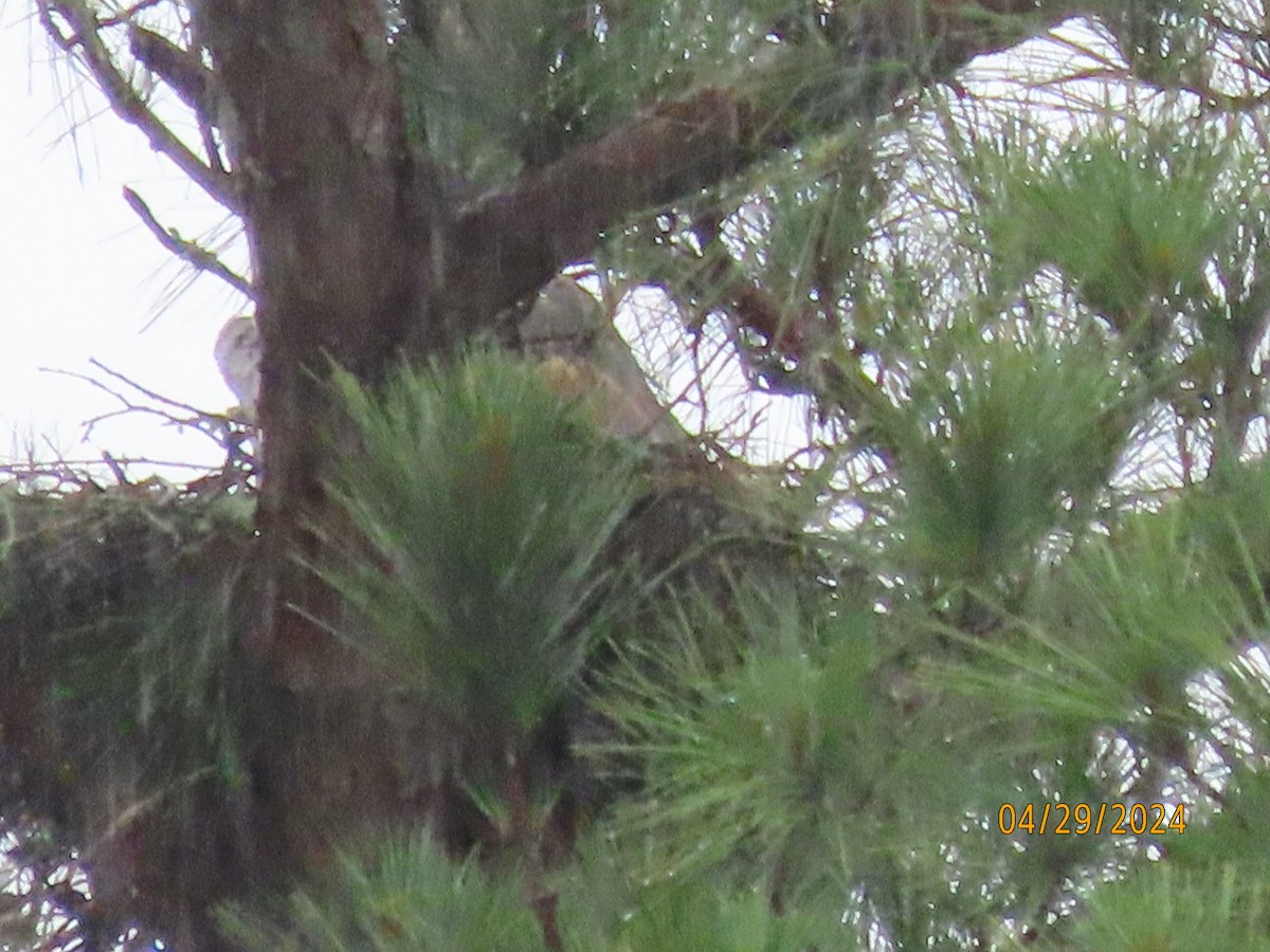 Red-tailed Hawk - Susan Leake