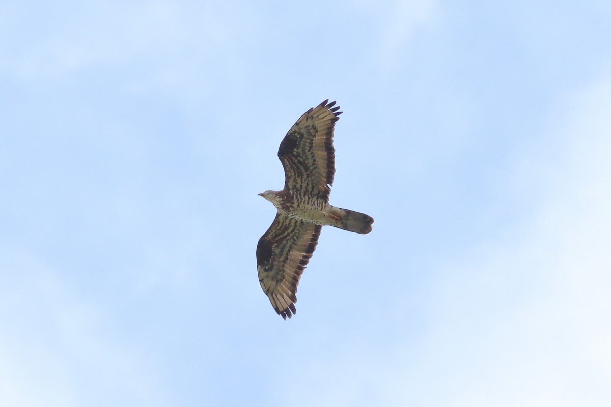 European Honey-buzzard - ML618154489