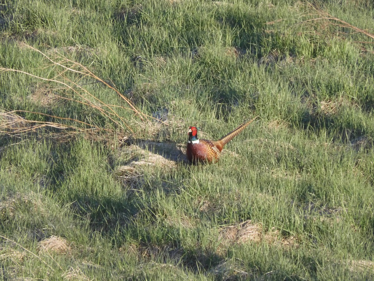Ring-necked Pheasant - ML618154493