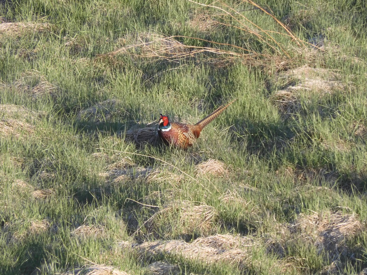 Ring-necked Pheasant - ML618154494