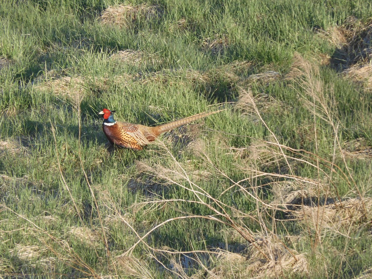 Ring-necked Pheasant - ML618154495