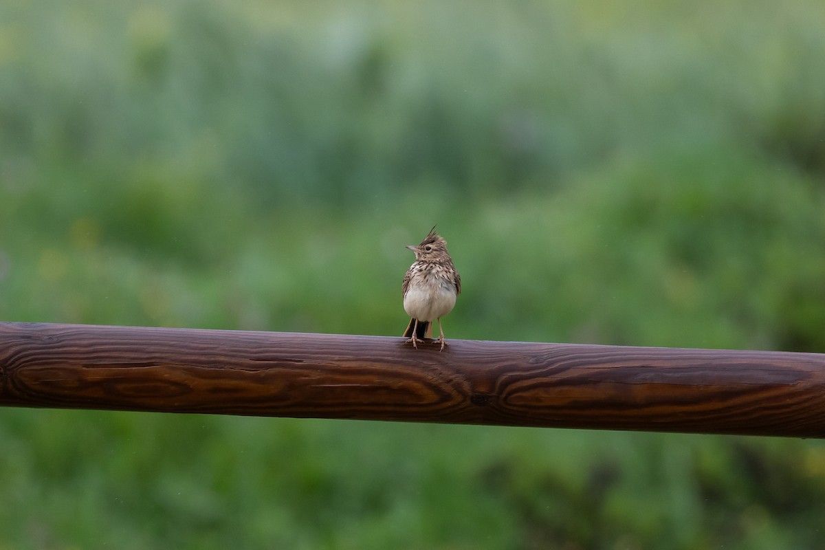 Thekla's Lark - Martin  Flack