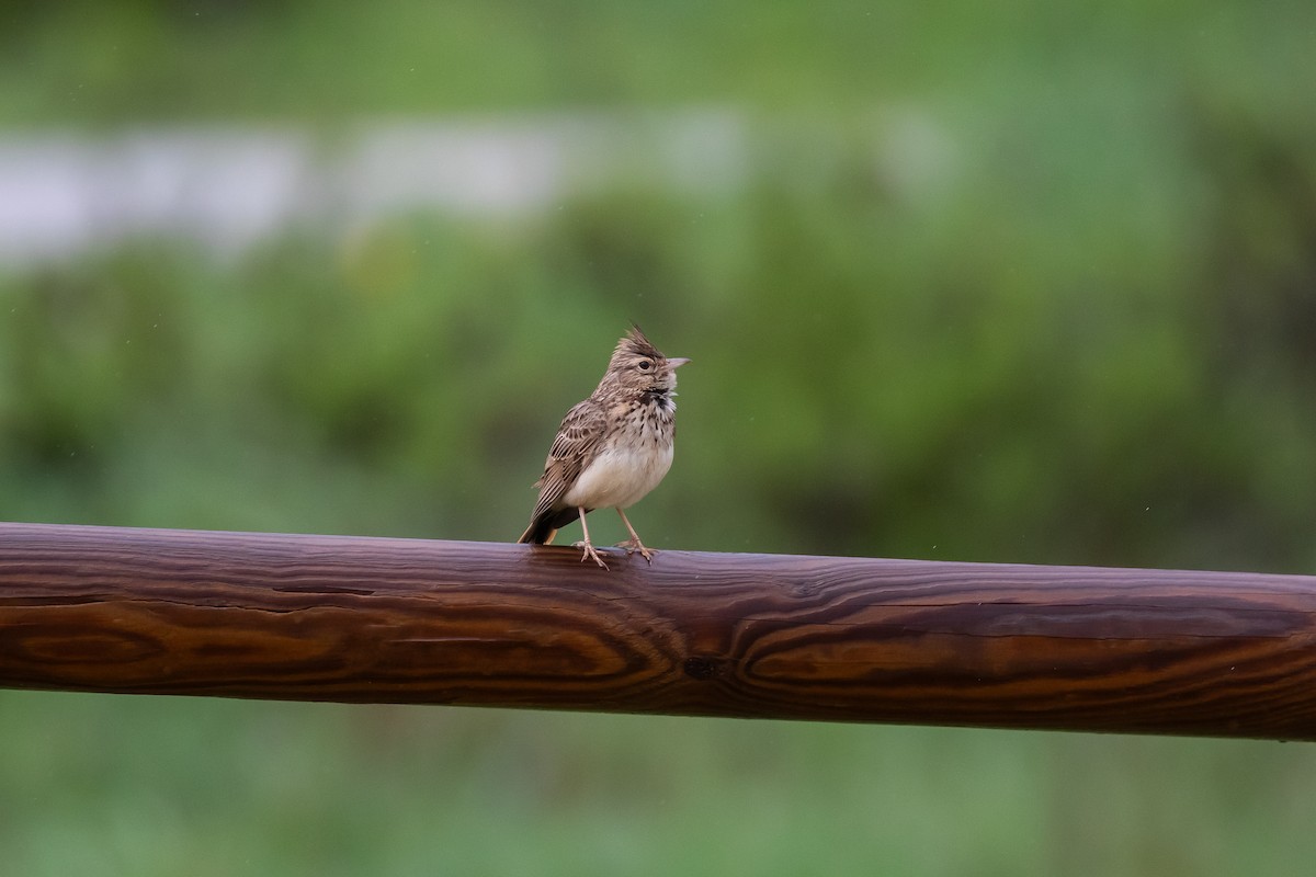 Thekla's Lark - Martin  Flack