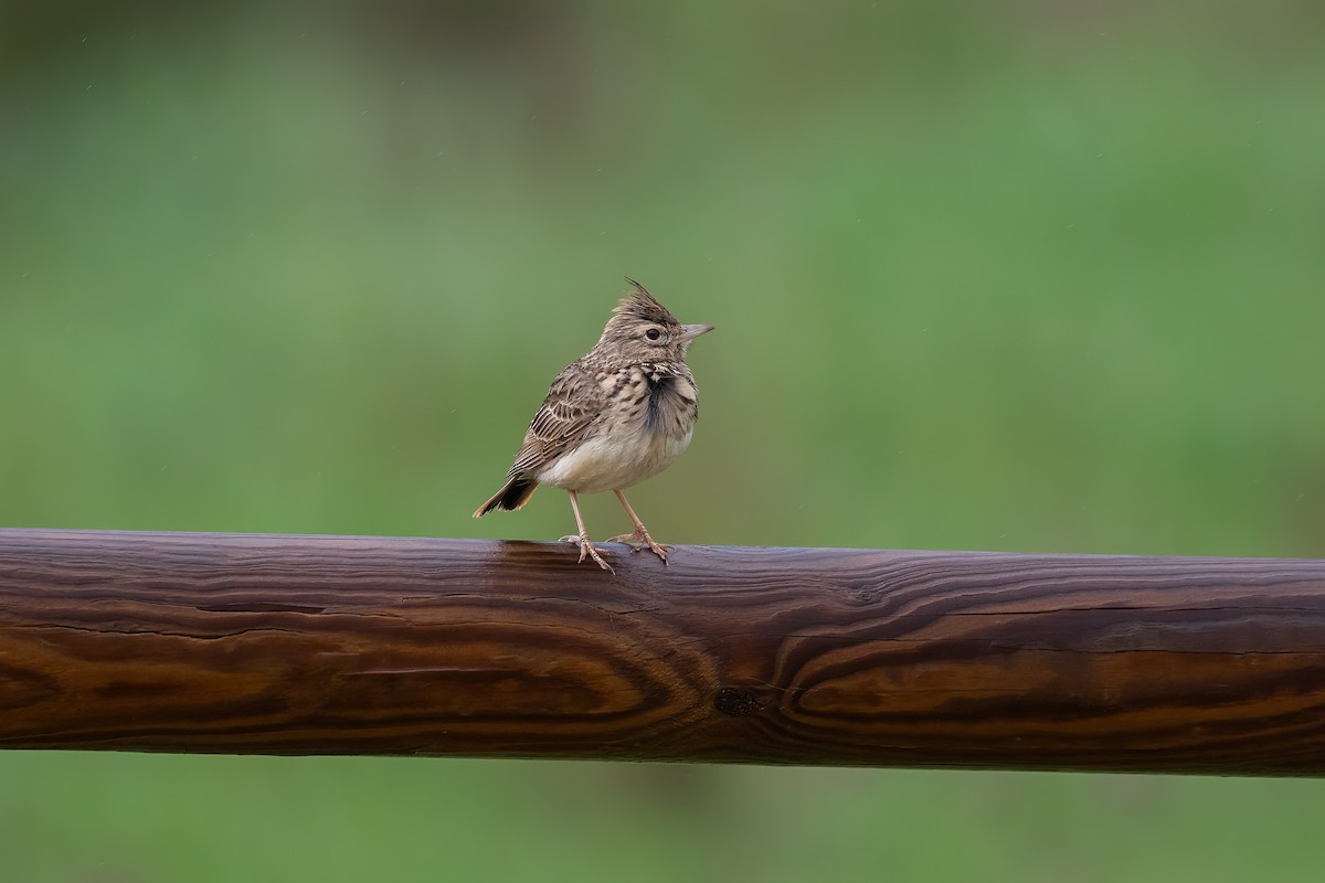 Thekla's Lark - Martin  Flack