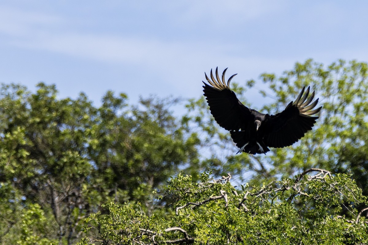 Black Vulture - Michael Gilbert