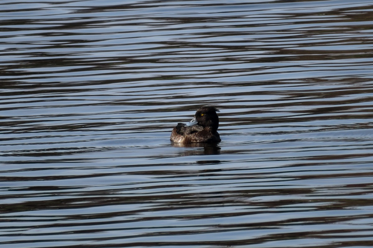 Tufted Duck - Antonina V