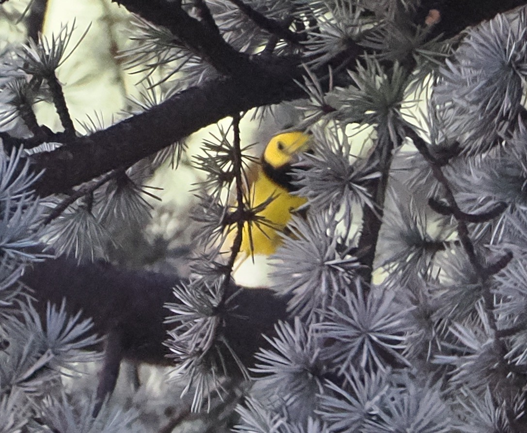 Hooded Warbler - ML618154544