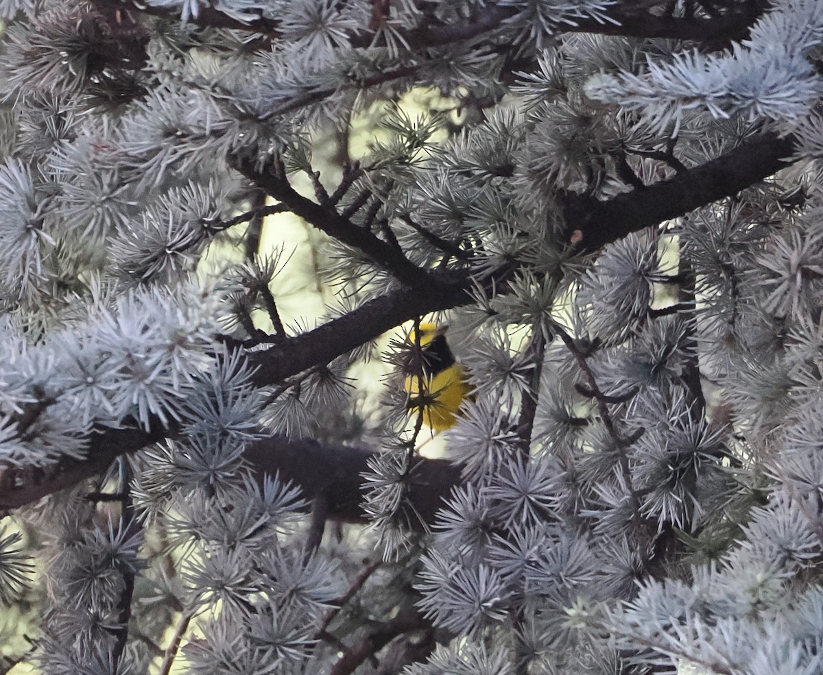 Hooded Warbler - ML618154546