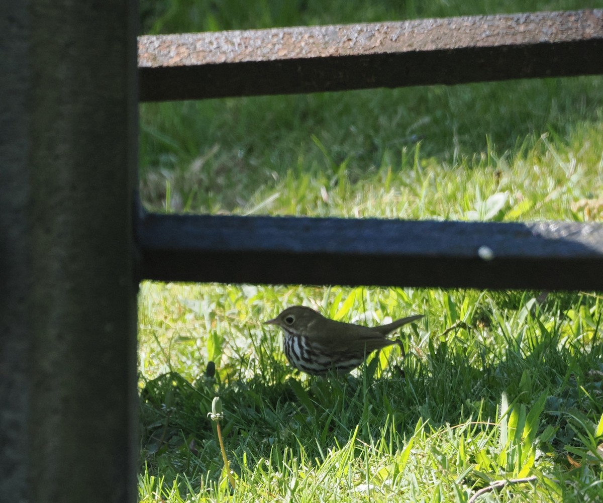 Ovenbird - ML618154556