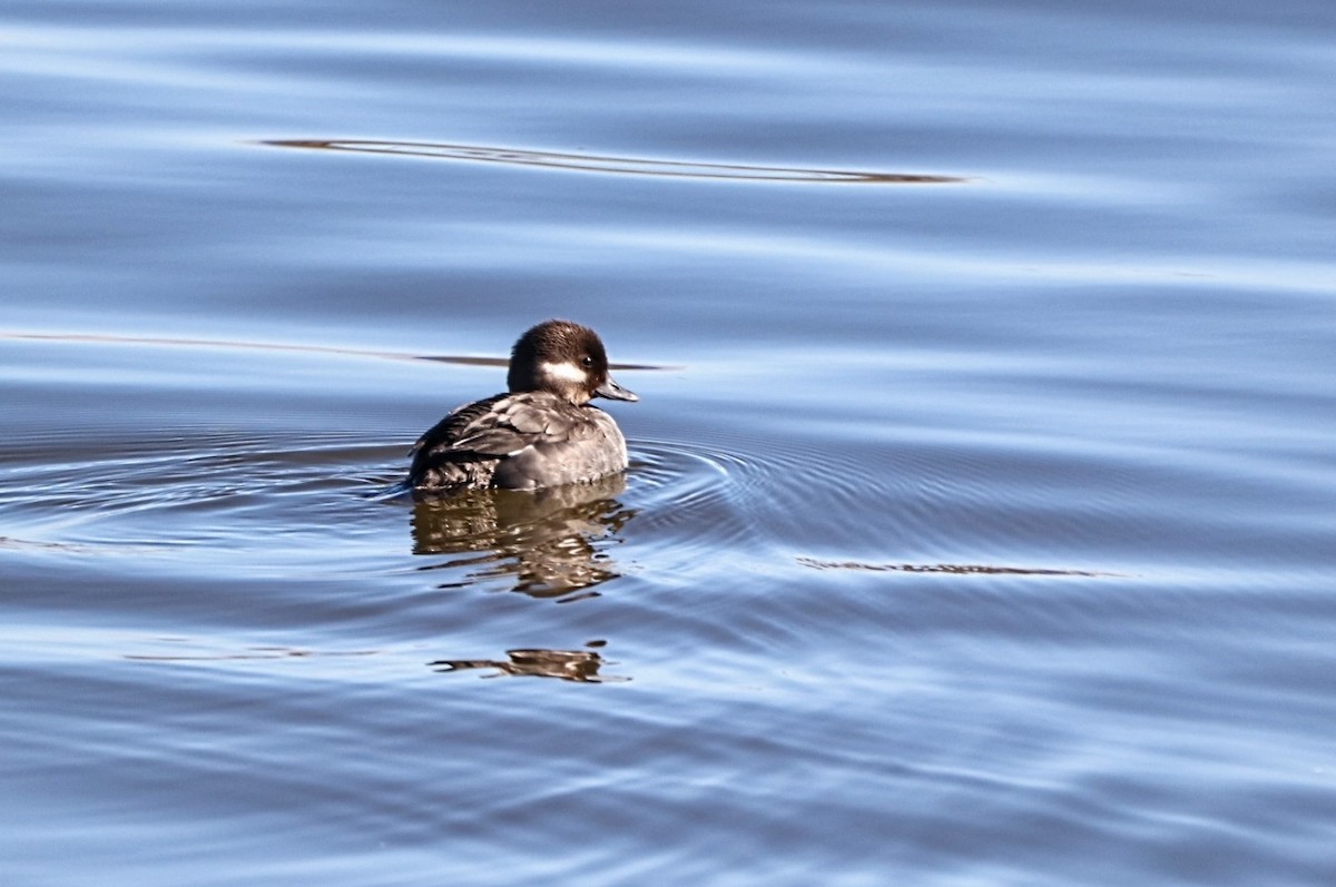 Bufflehead - ML618154568