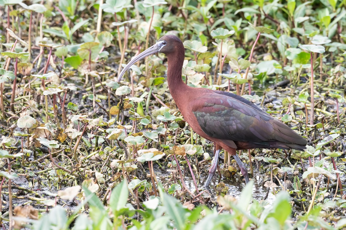 Glossy Ibis - ML618154570