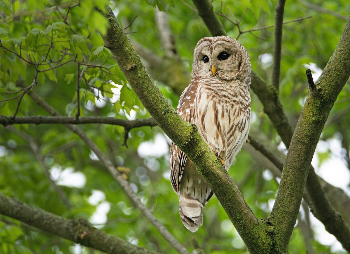 Barred Owl - ML618154616