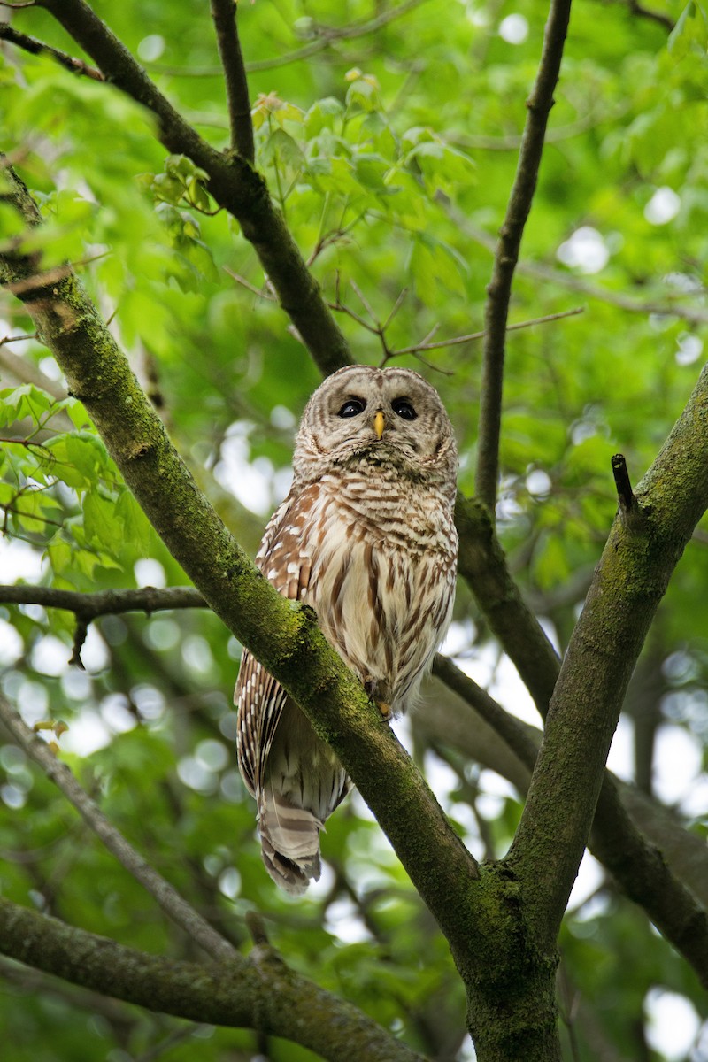 Barred Owl - ML618154617