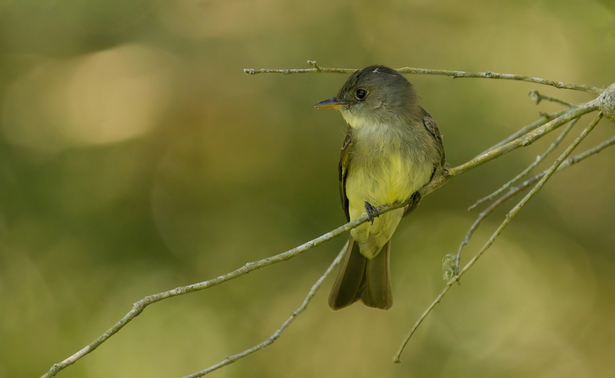 Eastern Wood-Pewee - ML618154618