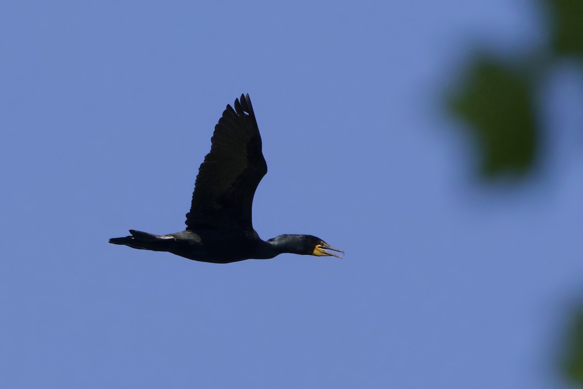 Double-crested Cormorant - Steve Bielamowicz