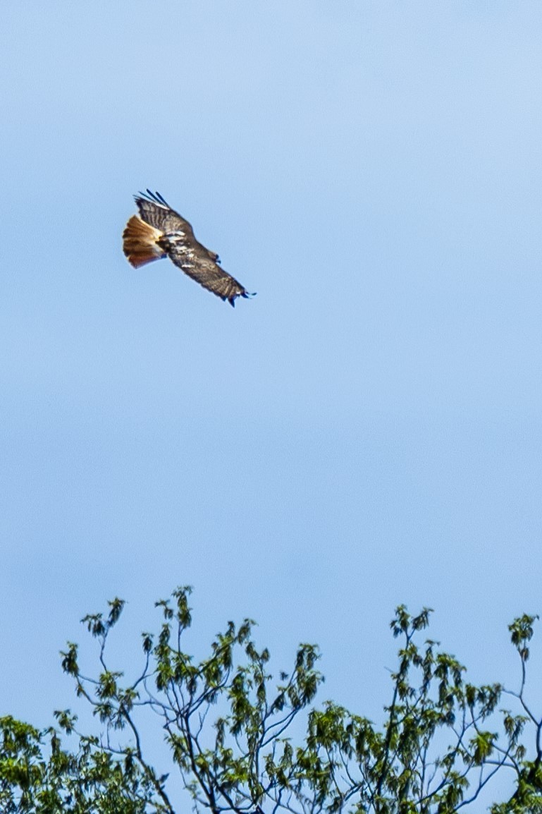 Red-tailed Hawk - Michael Gilbert