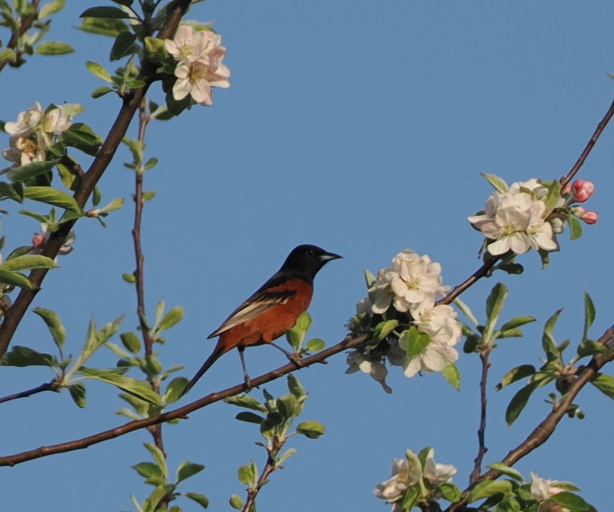 Orchard Oriole - ML618154645
