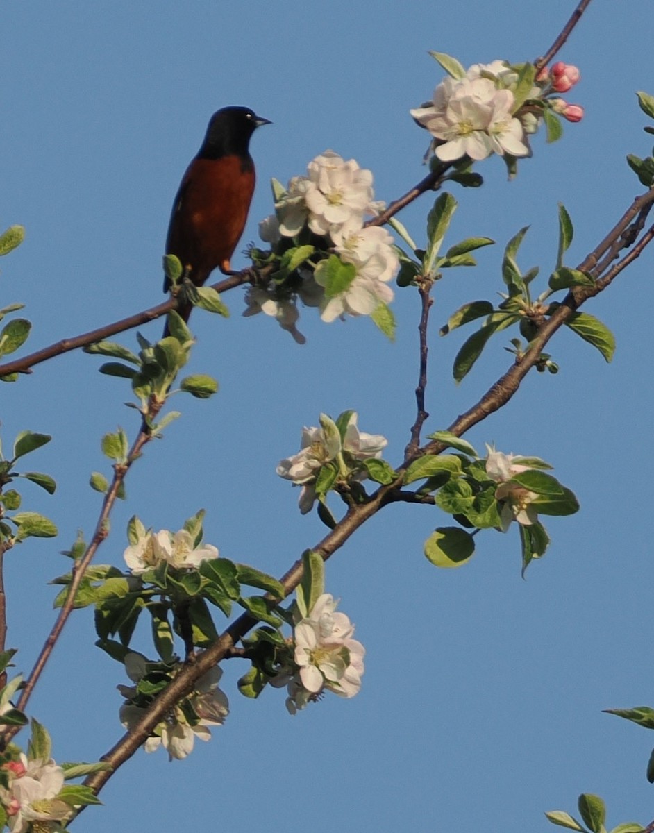 Orchard Oriole - ML618154646