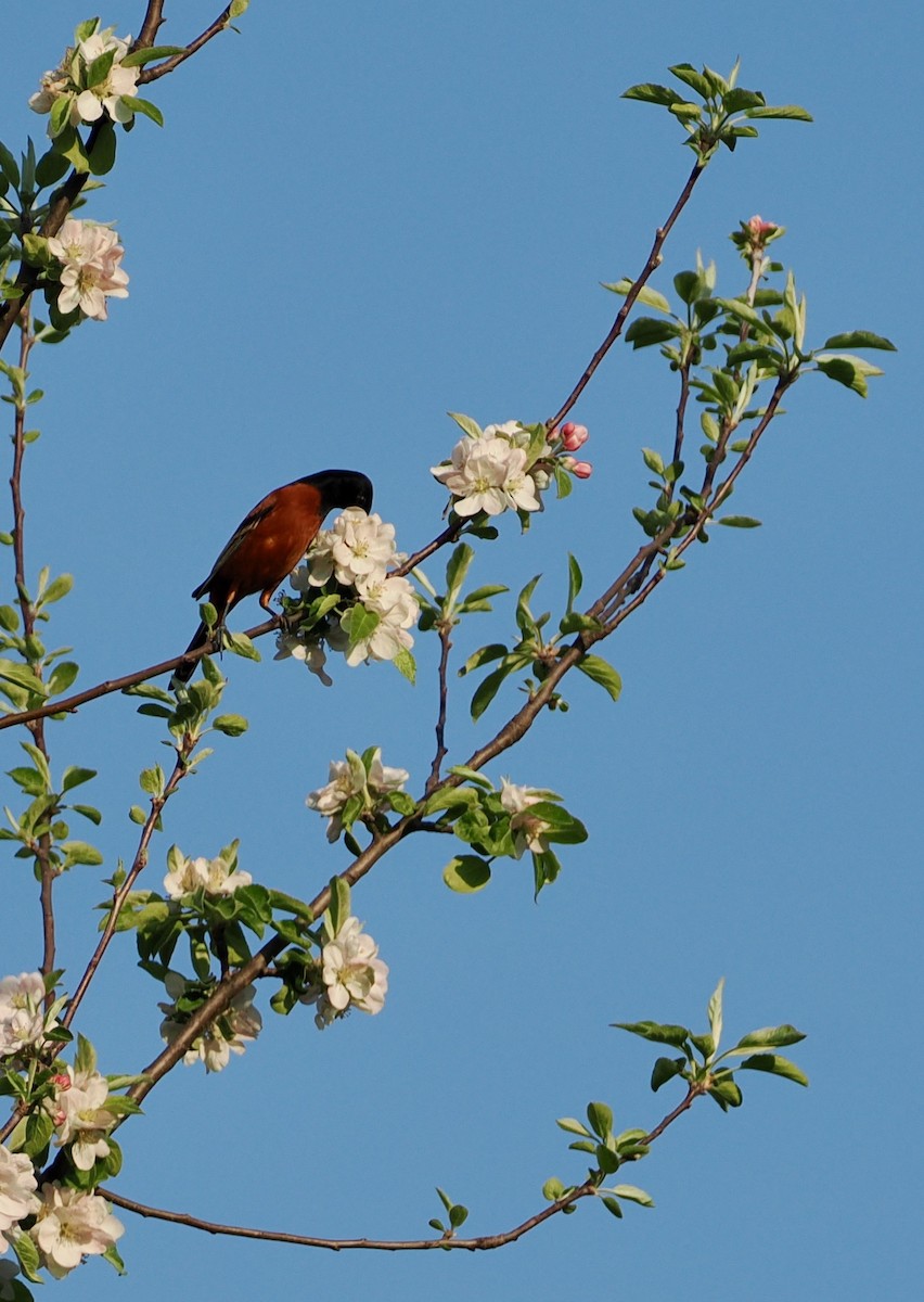 Orchard Oriole - ML618154647