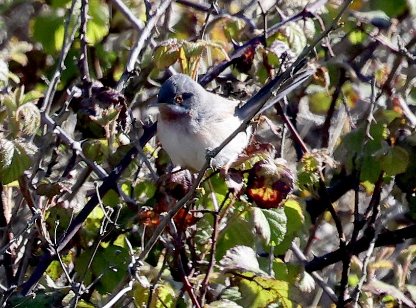 Eastern Subalpine Warbler - Ashley Banwell