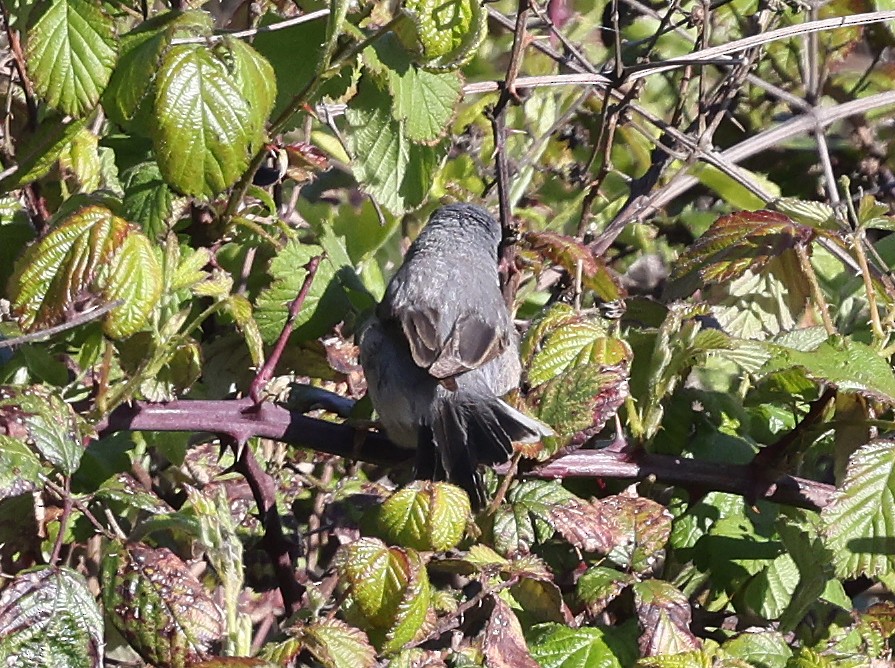 Eastern Subalpine Warbler - Ashley Banwell
