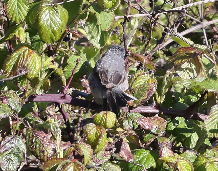 Eastern Subalpine Warbler - Ashley Banwell