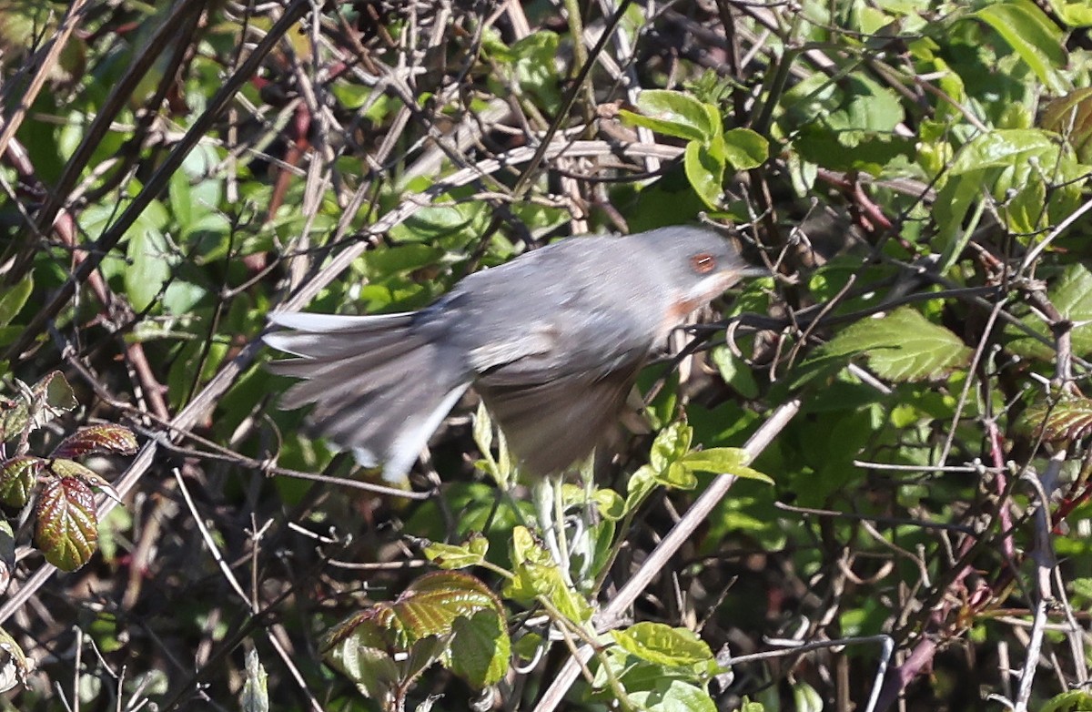 Eastern Subalpine Warbler - Ashley Banwell