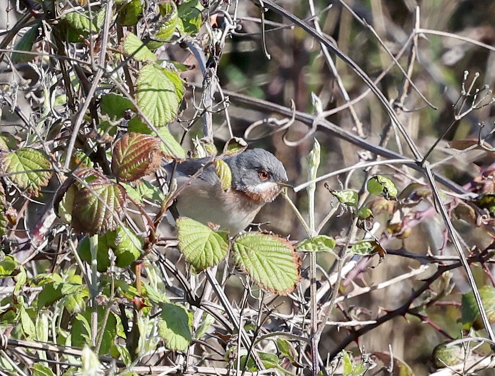 Eastern Subalpine Warbler - Ashley Banwell