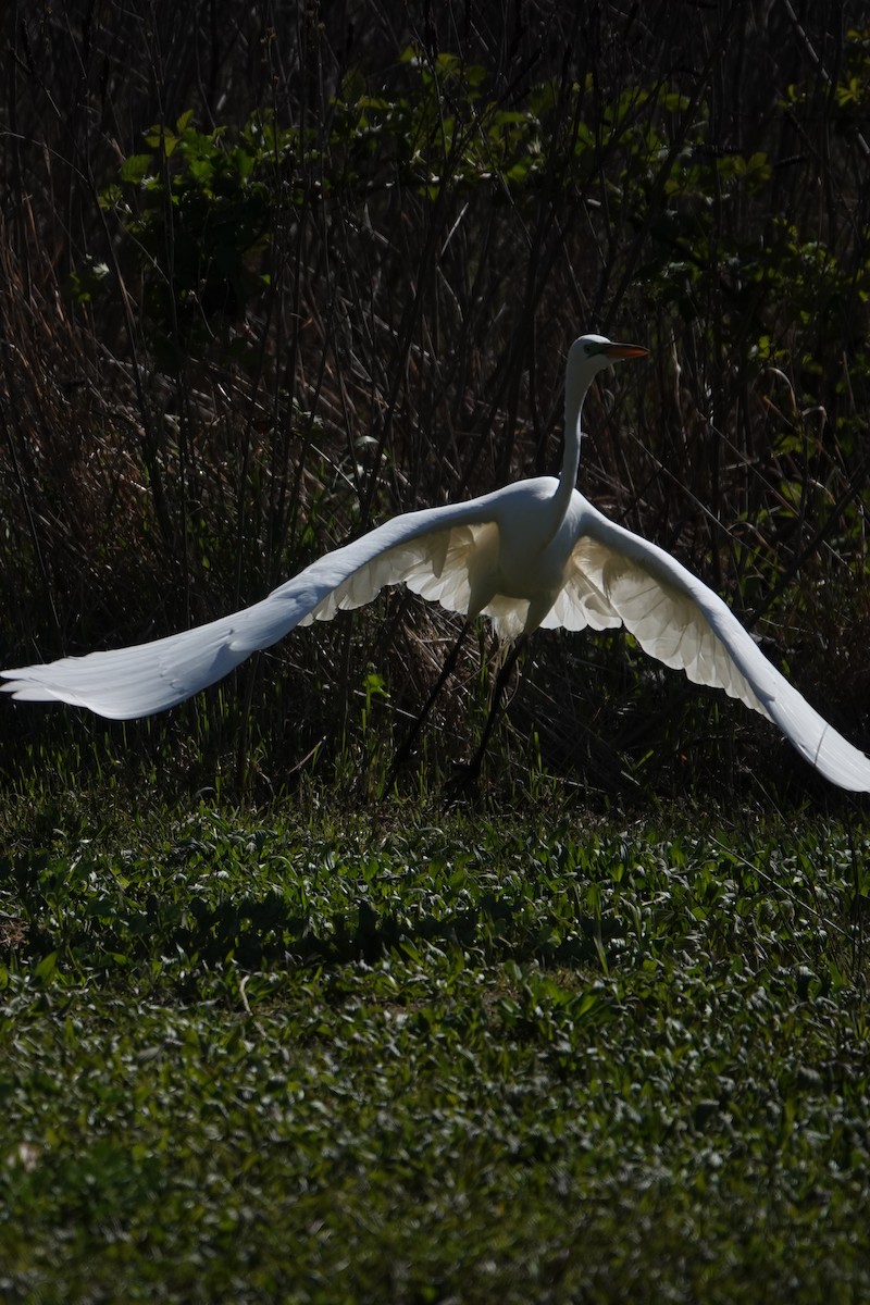 Great Egret - David Godfrey