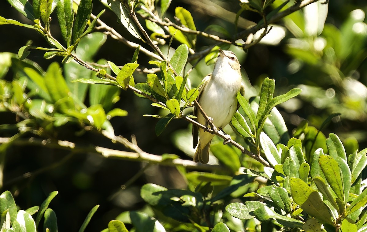 Red-eyed Vireo - ML618154740