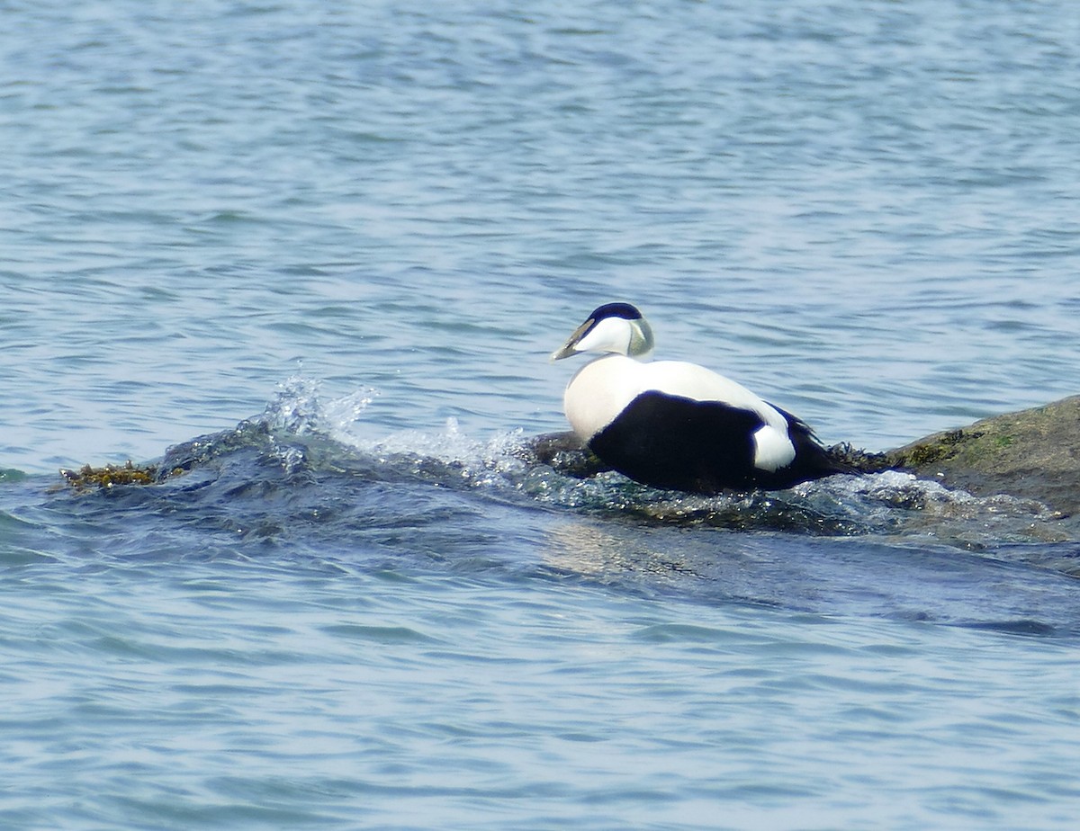 Common Eider - Jens Thalund