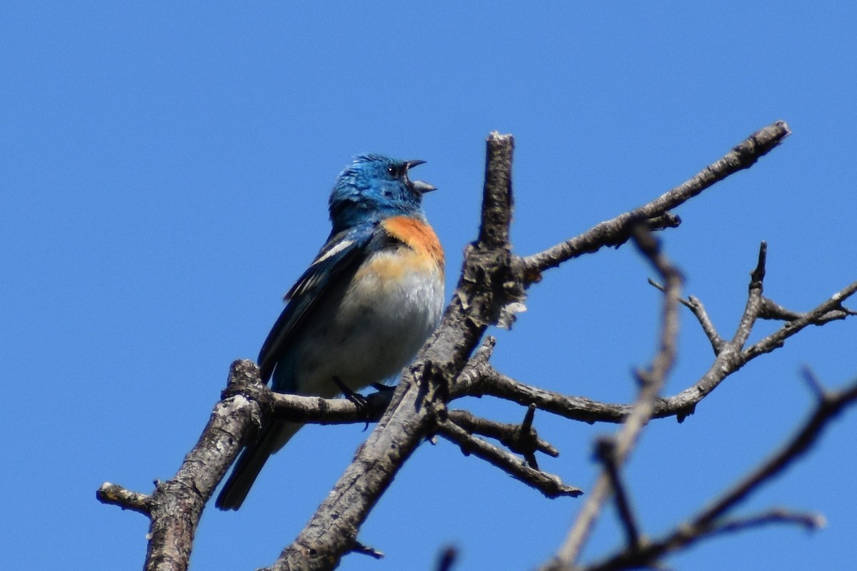 Lazuli Bunting - ML618154766