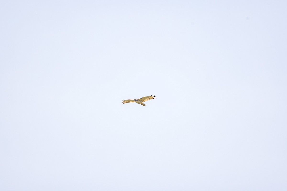 Red-tailed Hawk - Mike Murphy