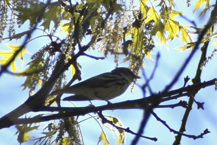 Cerulean Warbler - ML618154773