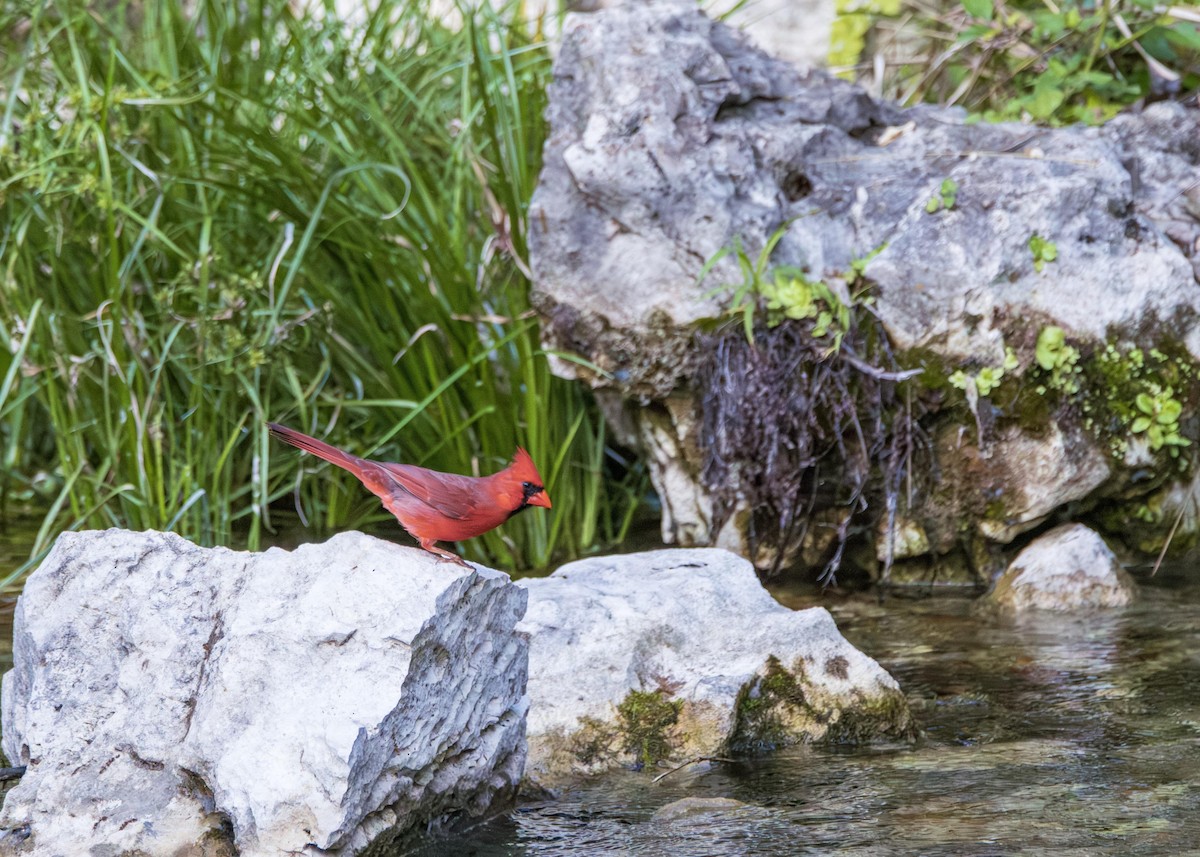 Northern Cardinal - Michael Gilbert