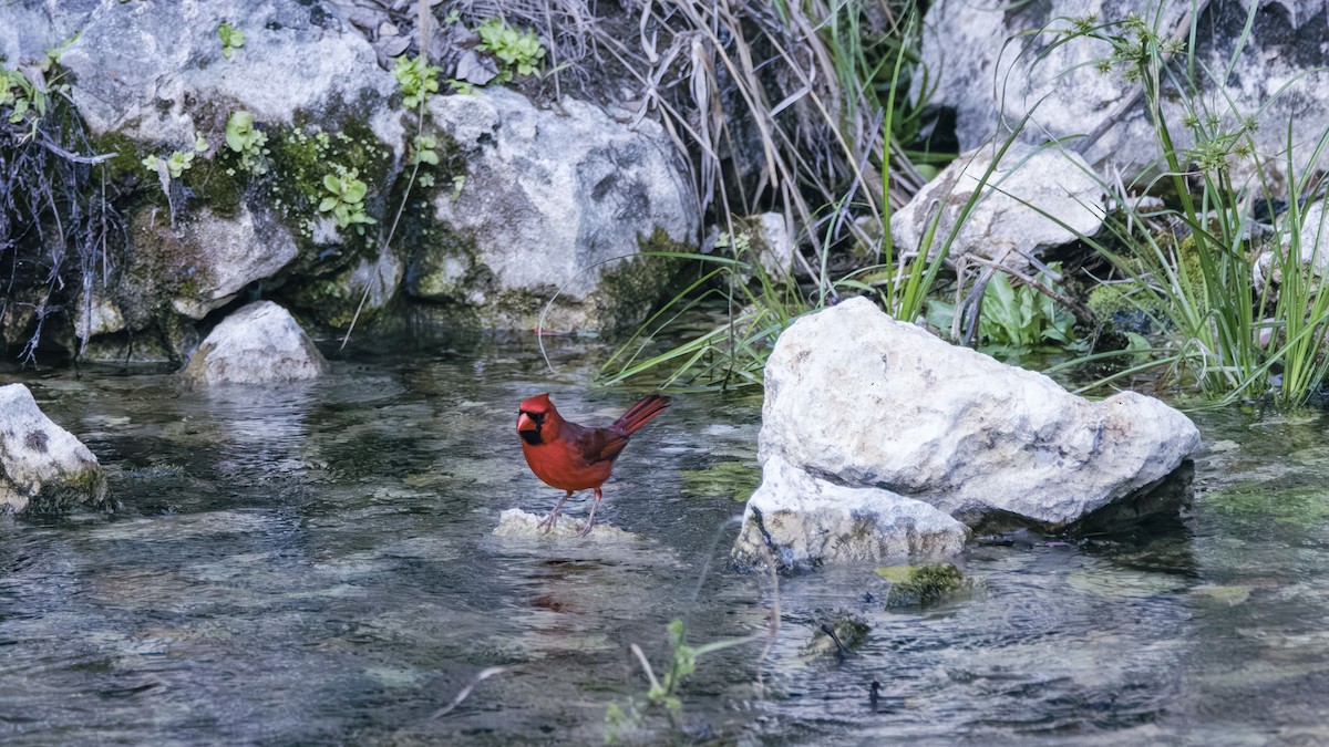 Northern Cardinal - Michael Gilbert