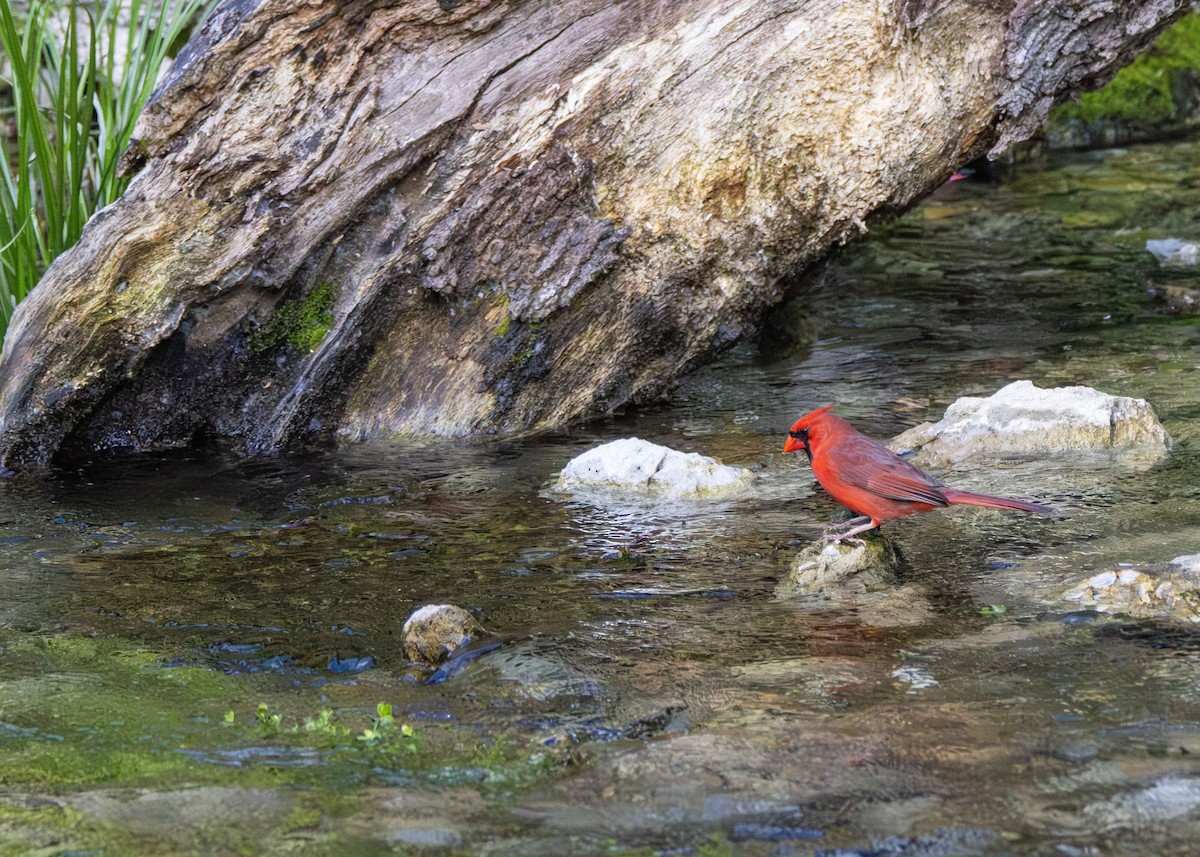 Northern Cardinal - Michael Gilbert