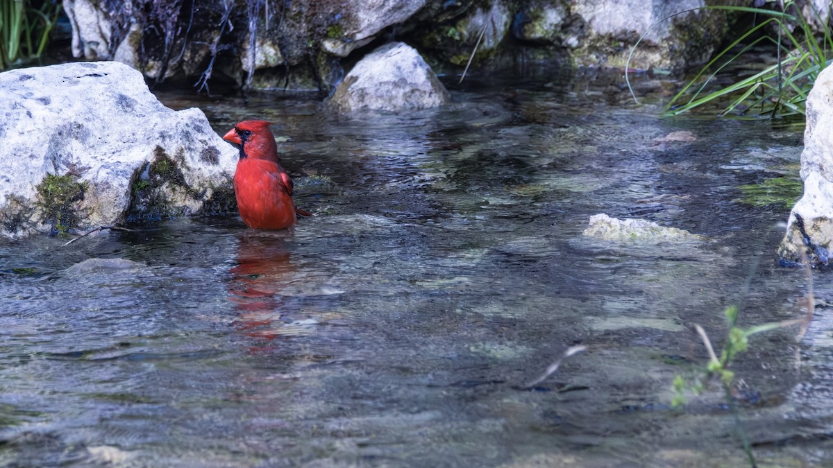 Northern Cardinal - Michael Gilbert