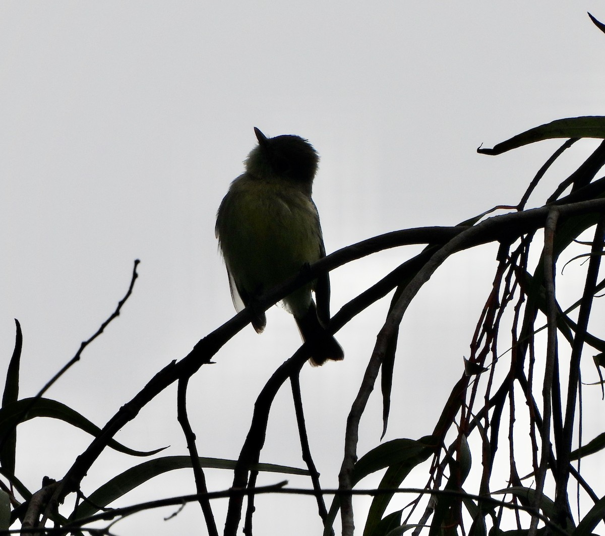 Hammond's Flycatcher - Michelle Haglund